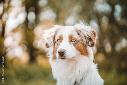 Obraz na płótnie Red Merle Australian Shepherd im Herbst w salonie