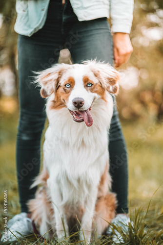 Obraz na płótnie Red Merle Australian Shepherd im Herbst w salonie