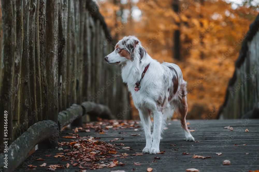 Red Merle Australian Shepherd im Herbst