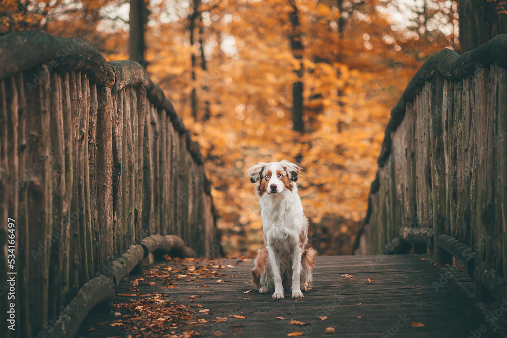 Red Merle Australian Shepherd im Herbst