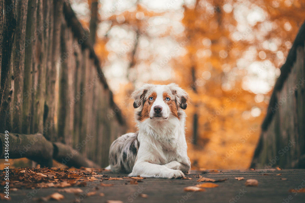 Red Merle Australian Shepherd im Herbst