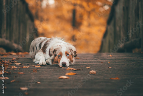 Red Merle Australian Shepherd im Herbst