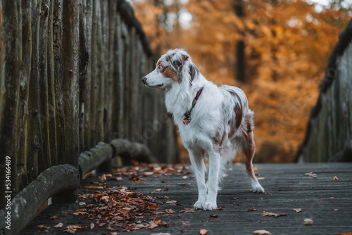 Red Merle Australian Shepherd im Herbst