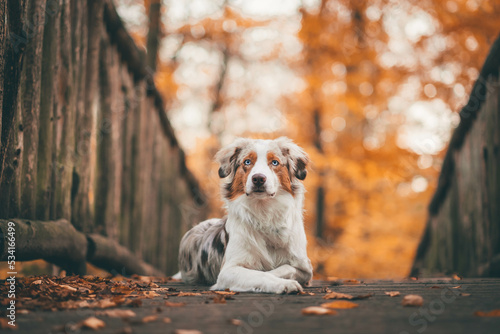 Obraz na płótnie Red Merle Australian Shepherd im Herbst w salonie