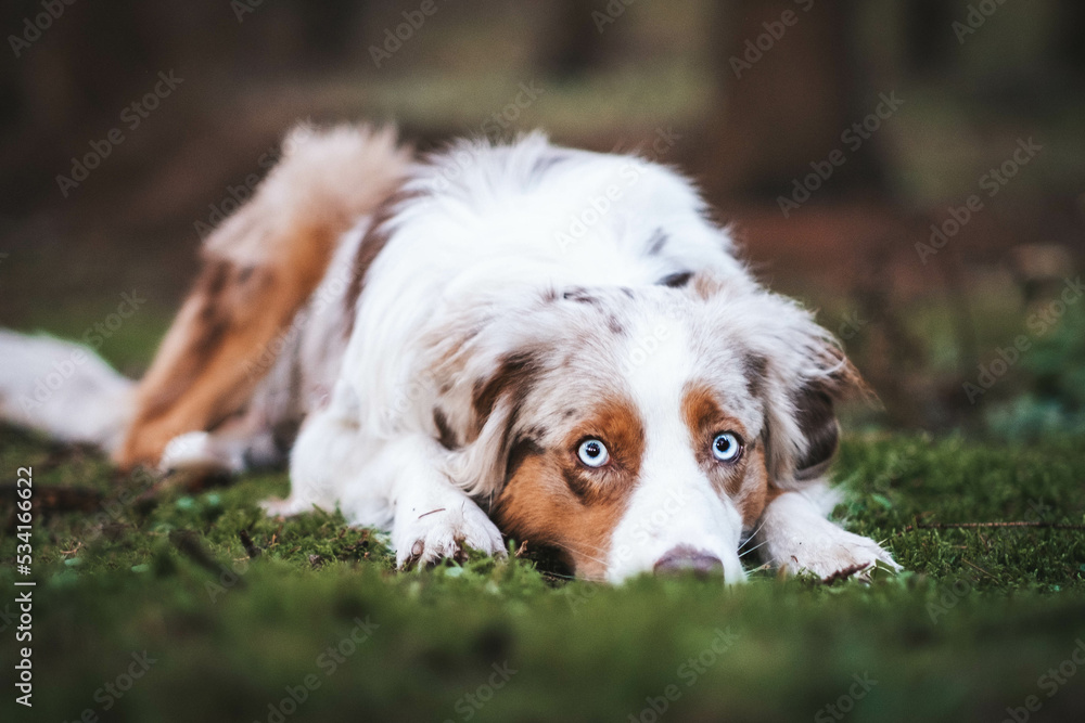 Red Merle Australian Shepherd im Herbst