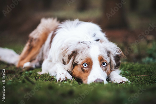 Red Merle Australian Shepherd im Herbst