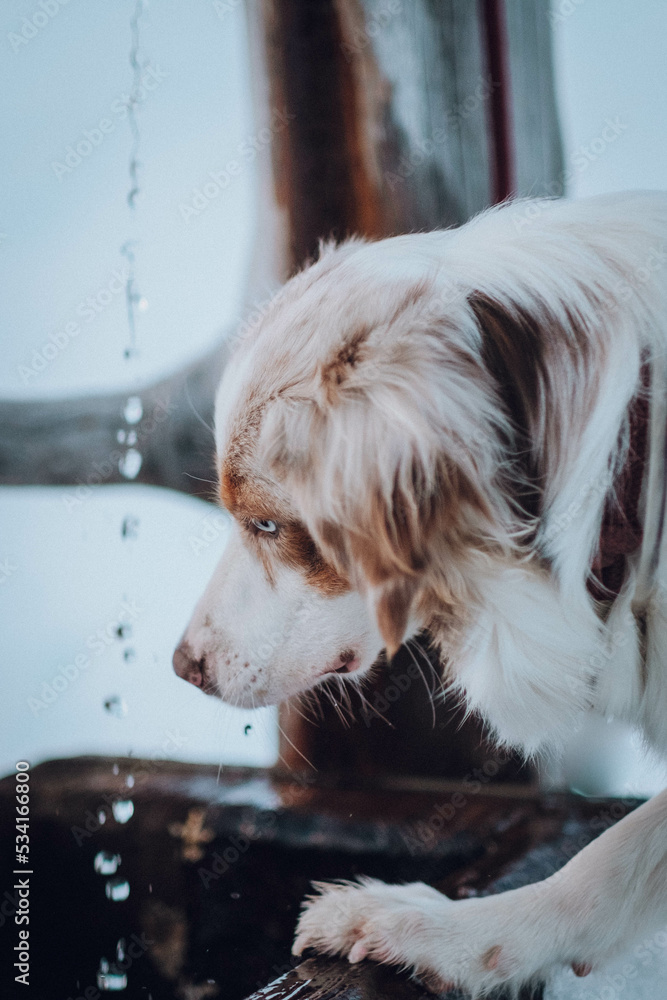 Red Merle Australian Shepherd im Schnee