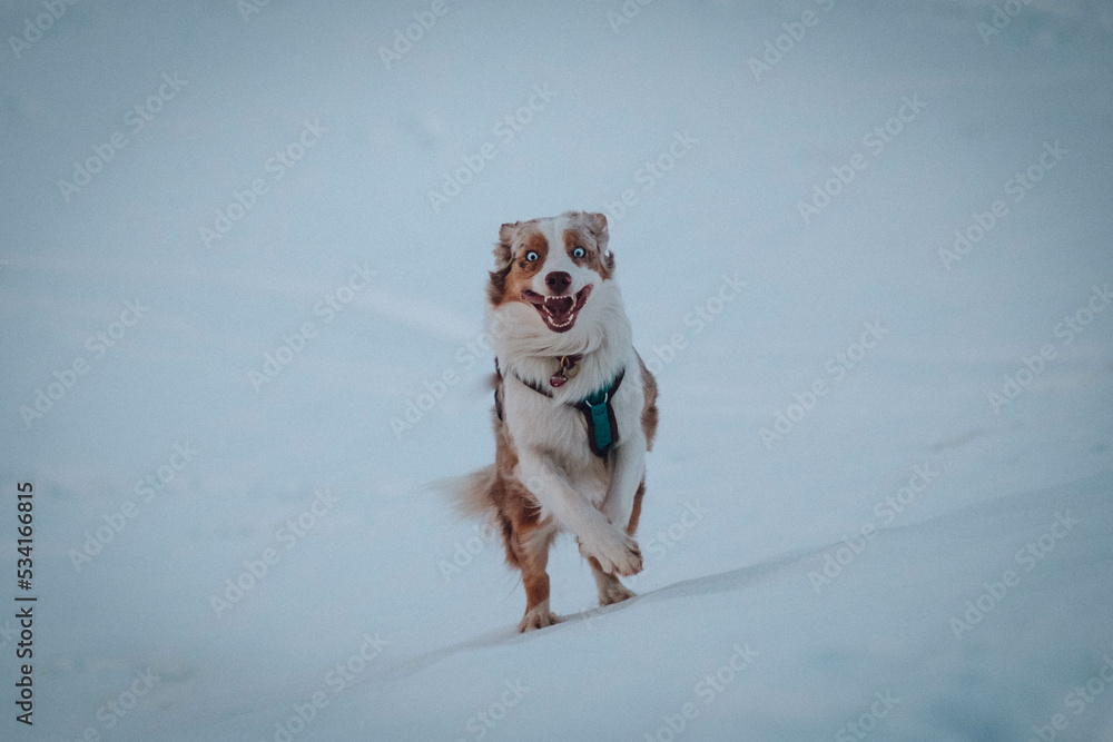 Red Merle Australian Shepherd im Schnee
