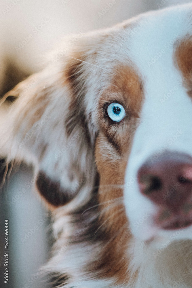 Red Merle Australian Shepherd im Schnee