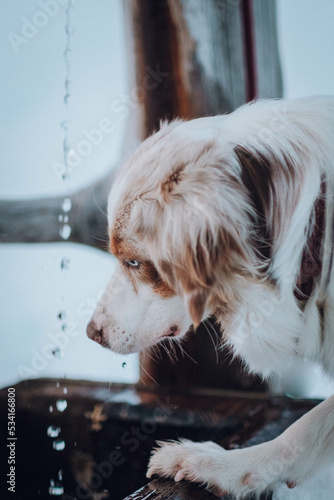 Obraz na płótnie Red Merle Australian Shepherd im Schnee w salonie