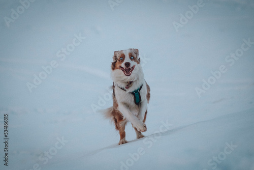 Obraz na płótnie Red Merle Australian Shepherd im Schnee w salonie