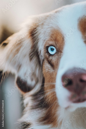 Obraz na płótnie Red Merle Australian Shepherd im Schnee w salonie