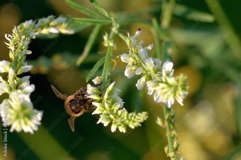 The bees collect pollen from melilot flowers The bees collect pollen from melilot flowers