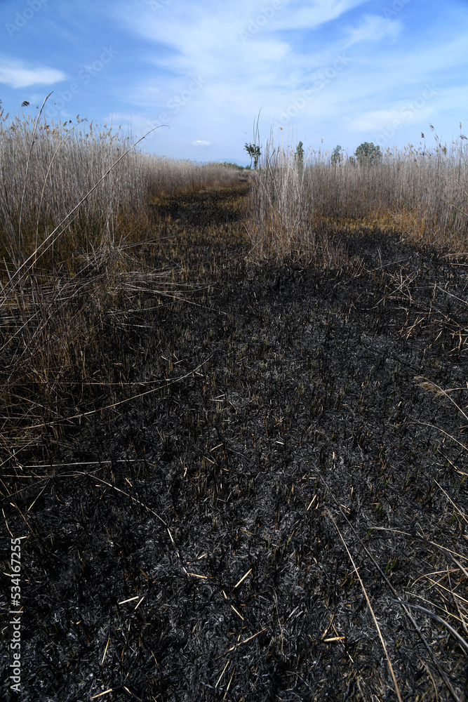 burnt reed area // verbrannte Schilfzone (Phragmites australis)
