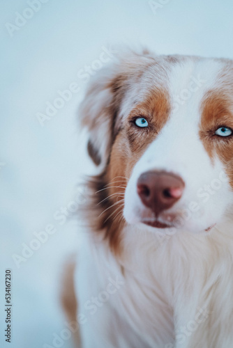 Obraz na płótnie Red Merle Australian Shepherd im Schnee w salonie