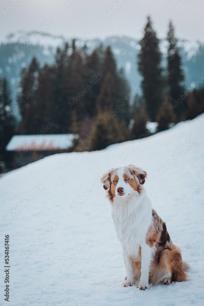 Red Merle Australian Shepherd im Schnee