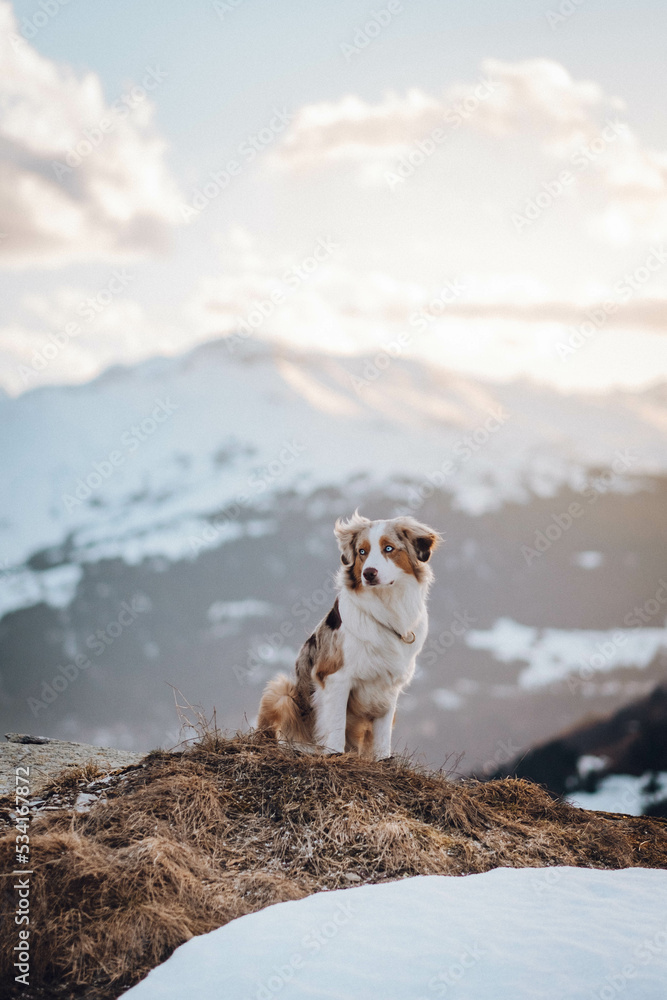Red Merle Australian Shepherd im Schnee