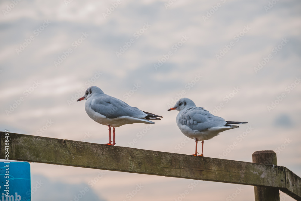 Two birds resting in wooden fence Two birds resting in wooden fence