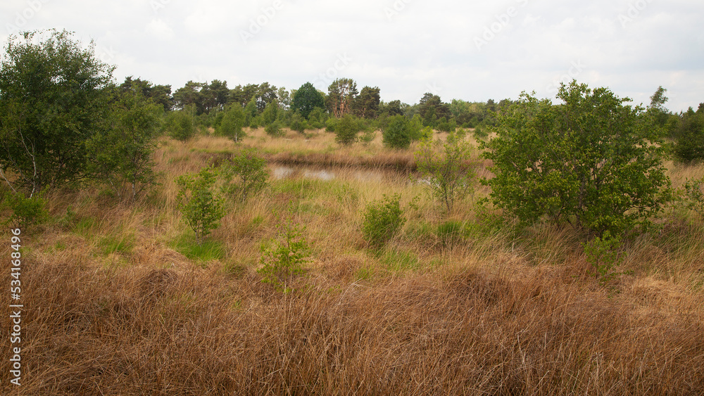 Typical landscape of Dutch National Park De Groote Peel, Nederweert, Limburg, Netherlands