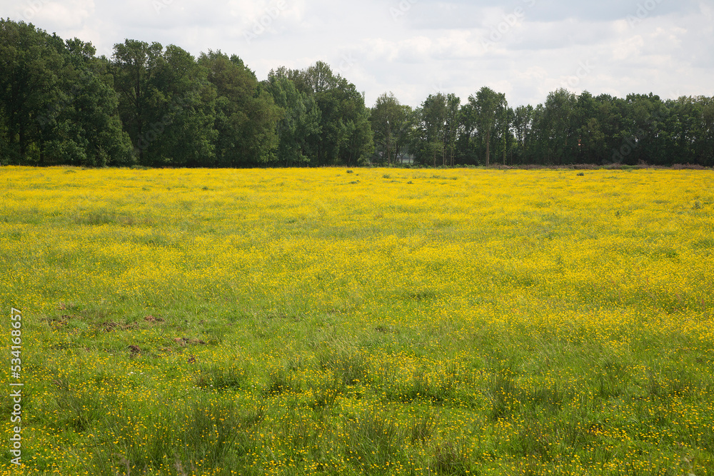 Flowery meadow, yellow from buttercups in Dutch National Park De Groote Peel, Nederweert, Limburg, Netherlands