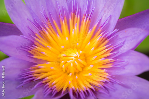 Close up Pink lotus flower  purple waterlily