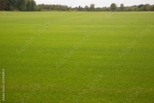 Field to cultivate grass for playing fields