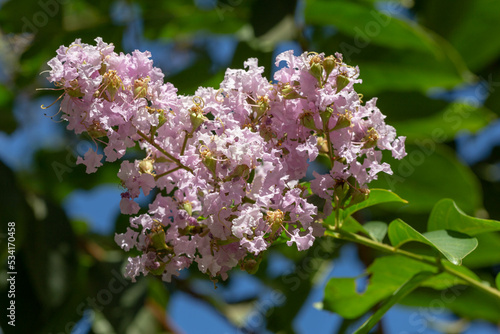  Lagerstroemia indica (crape myrtle) blooms in the garden with beautiful pale lilac flowers. Closeup. israel
