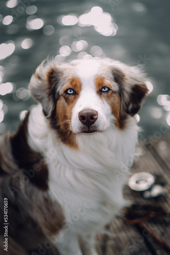 Obraz na płótnie Red Merle Australian Shepherd w salonie