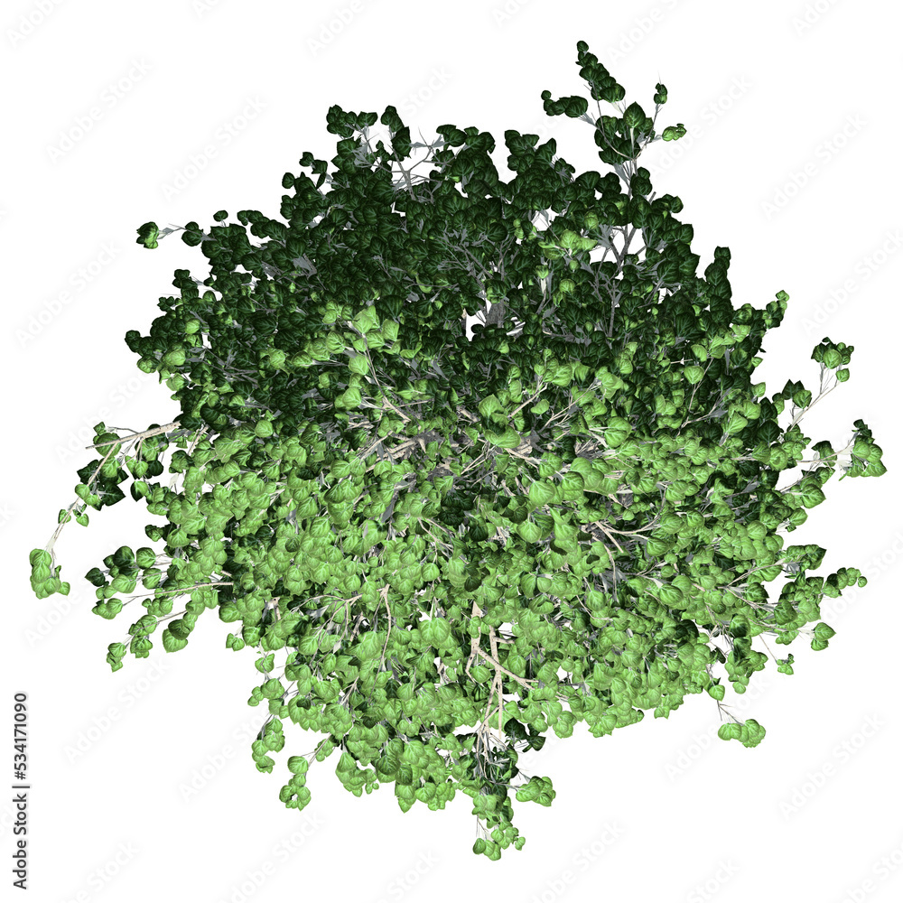 Fototapeta premium European Aspen Tree – Top View