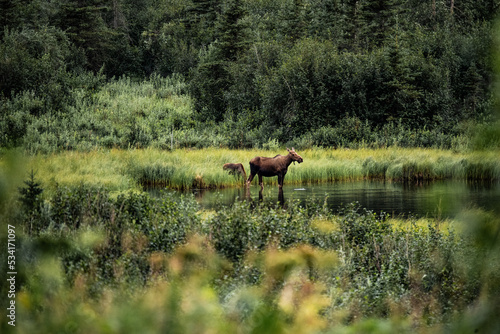 moose cow and calf in a lake photo