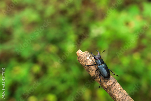 Stag beetle on a branch photo