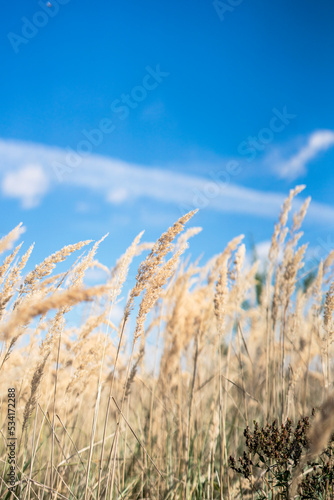 polskie pole latem trawy błękitne niebo