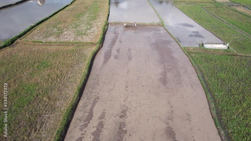 Unidentified man using twowheel tractor with tiller for puddling