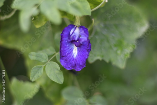 flower on green background