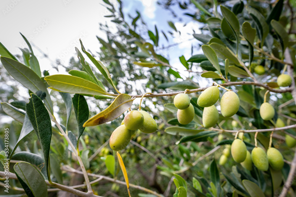 Close-up of green olives on the branch of an olive tree in Belvedere Fogliense in the Marche region of Italy