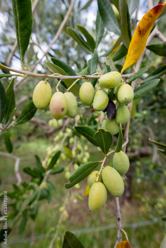 Close-up of green olives on the branch of an olive tree in Belvedere Fogliense in the Marche region of Italy Close-up of green olives on the branch of an olive tree in Belvedere Fogliense in the Marche region of Italy