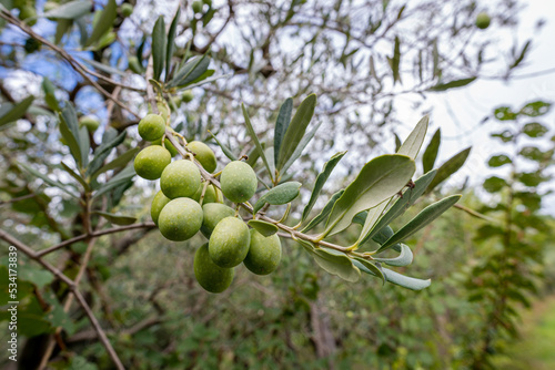 Close-up of green olives on the branch of an olive tree in Belvedere Fogliense in the Marche region of Italy photo