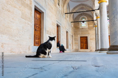 Canvas Print Stray cat in a mosque