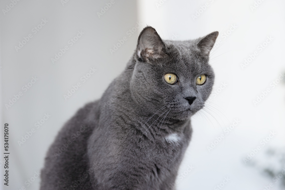 Portrait of a big beautiful gray british cat.