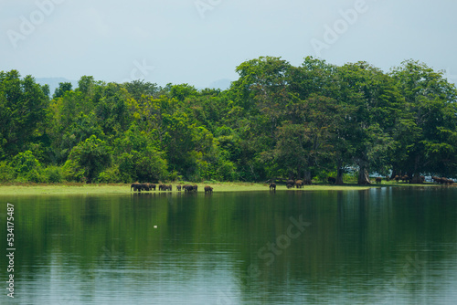 Wild elephants by the pond