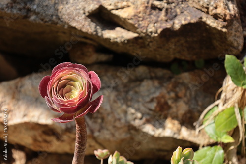 Pals Spain July 2022 flower head of red yellow Aeonium Arboreum succulent in front of rustic stone formation in natural sunlight