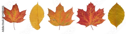 Set of autumn leaves isolated on white background. High resolution. Clipping Path. Full depth of field. 