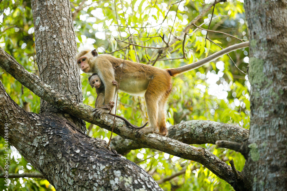 Fototapeta premium Monkey holding her baby macaque 