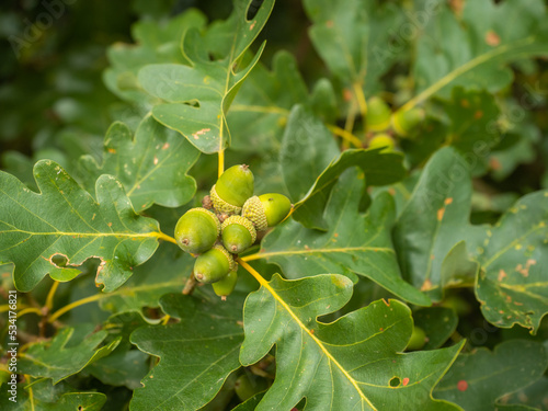 An einen kleinen Ast der Traubeneiche (Quercus petraea) hängen mehrere grüne Eicheln.