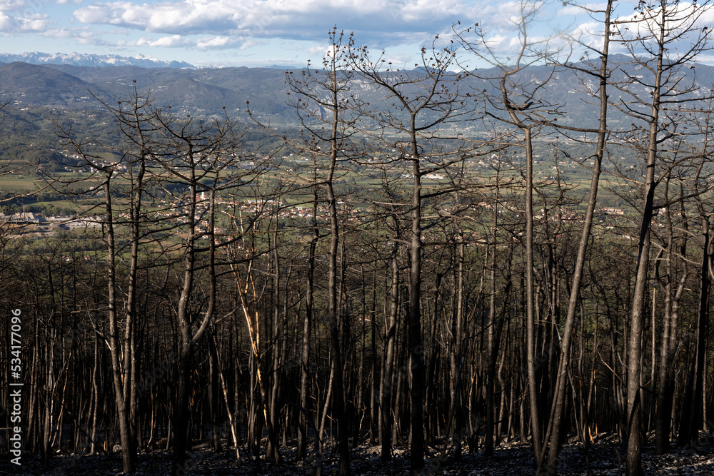 Tree Remains after the large Forest Fire in Slovene karst Area