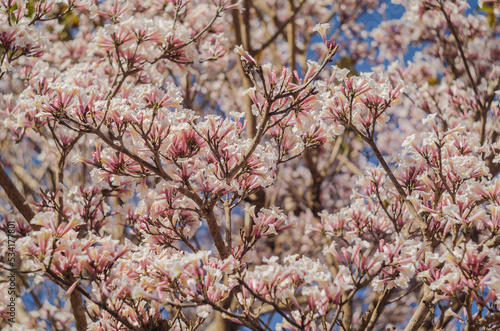 White Trumpet Tree (Tabebuia roseoalba) photo