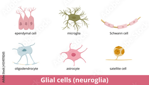Glial cells (neuroglia). Six types of gliocytes in the central and the peripheral nervous system: oligodendrocyte, astrocyte, ependymal cell, microglia, Schwann and satellite cell. photo
