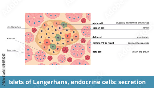 Islets of Langerhans, endocrine cells: secretion. Endocrine cells (alpha, beta, delta, PP or gamma, epsilon) of islets and their secretion function: glucagon, insulin and amylin, somatostatin
