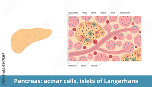 Islets of Langerhans. Pancreatic islets contain endocrine cells: alpha, beta, delta, PP or gamma, epsilon cells. Pancreas histology (tissue) with islets and acinar cells. photo