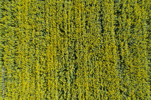 Field sown with yellow rape. View from above